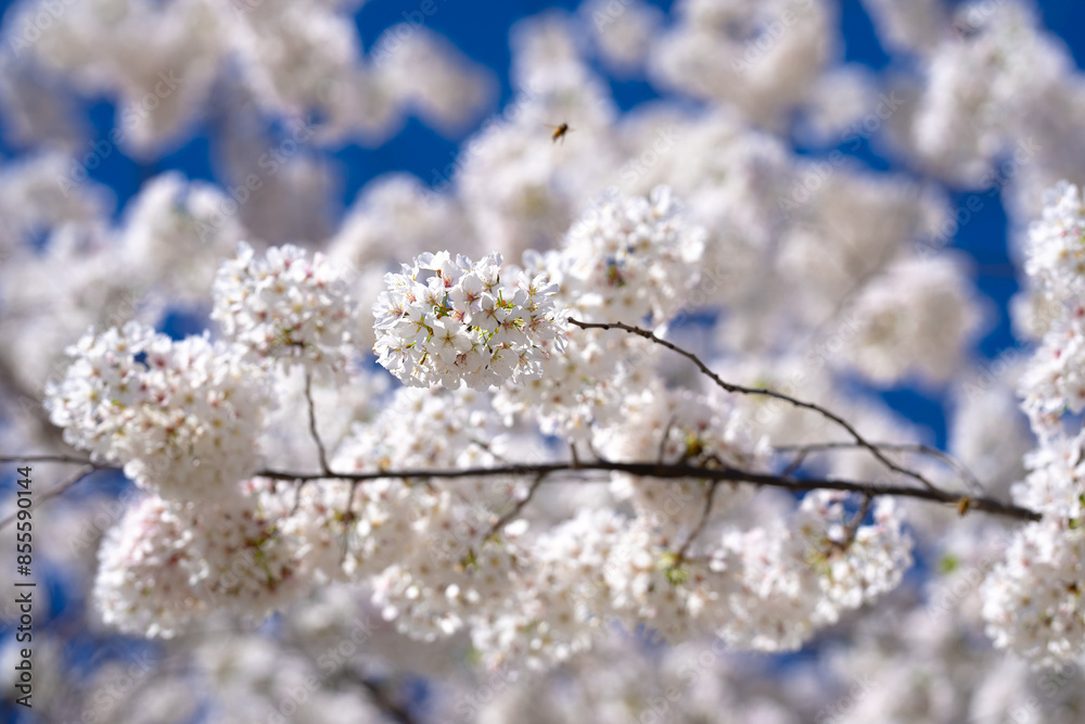Flowering tree branch with white flowers. Spring background. Blooming tree branches white flowers and blue sky background, close up. Cherry blossom, sakura garden, spring orchard, spring sunny day. Flowering tree branch with white flowers. Spring background. Blooming tree branches white flowers and blue sky background, close up. Cherry blossom, sakura garden, spring orchard, spring sunny day.