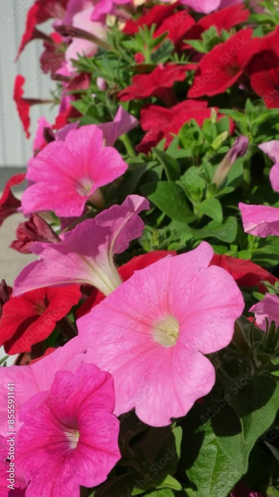 Pink and red blooming petunia flowers in plastic box on a window sill move under the blowing wind. Home exterior decoration, close-up view. Sunny day. 4K resolution Pink and red blooming petunia flowers in plastic box on a window sill move under the blowing wind. Home exterior decoration, close-up view. Sunny day. 4K resolution