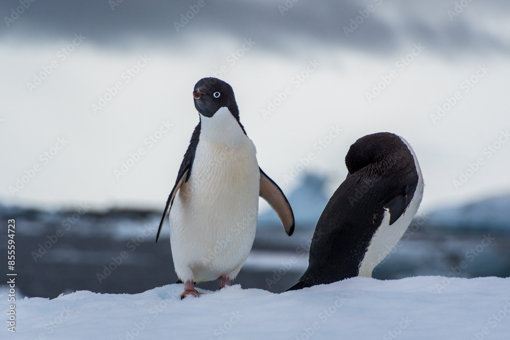 Obraz premium Close-up of two Adelie Penguins - Pygoscelis adeliae- standing on an iceberg, near the fish islands, on the Antarctic Peninsula