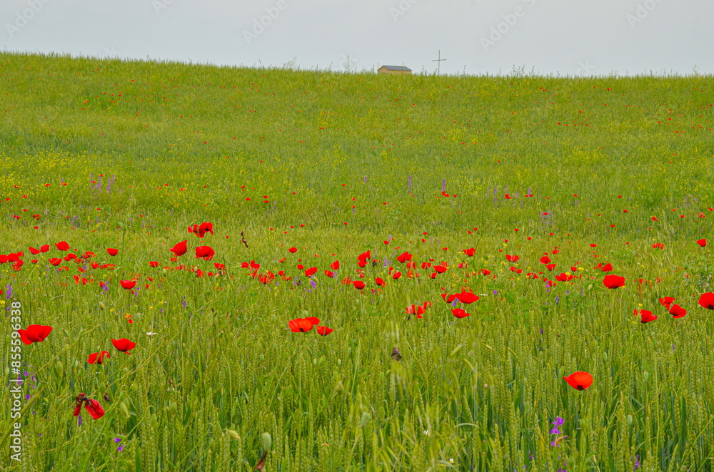 red poppies flowers on the meadow in Caucasus mountains (Kveshi, Georgia) red poppies flowers on the meadow in Caucasus mountains (Kveshi, Georgia)