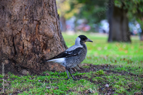 Juvenile Australian Magpie on Grass photo