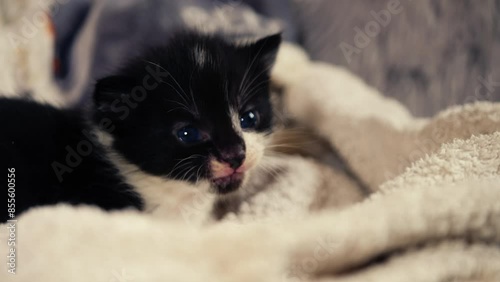Kitten black and white meows 