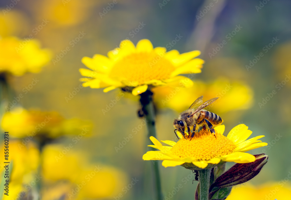 honey bee on a yellow flower, blurred meadow on background honey bee on a yellow flower, blurred meadow on background