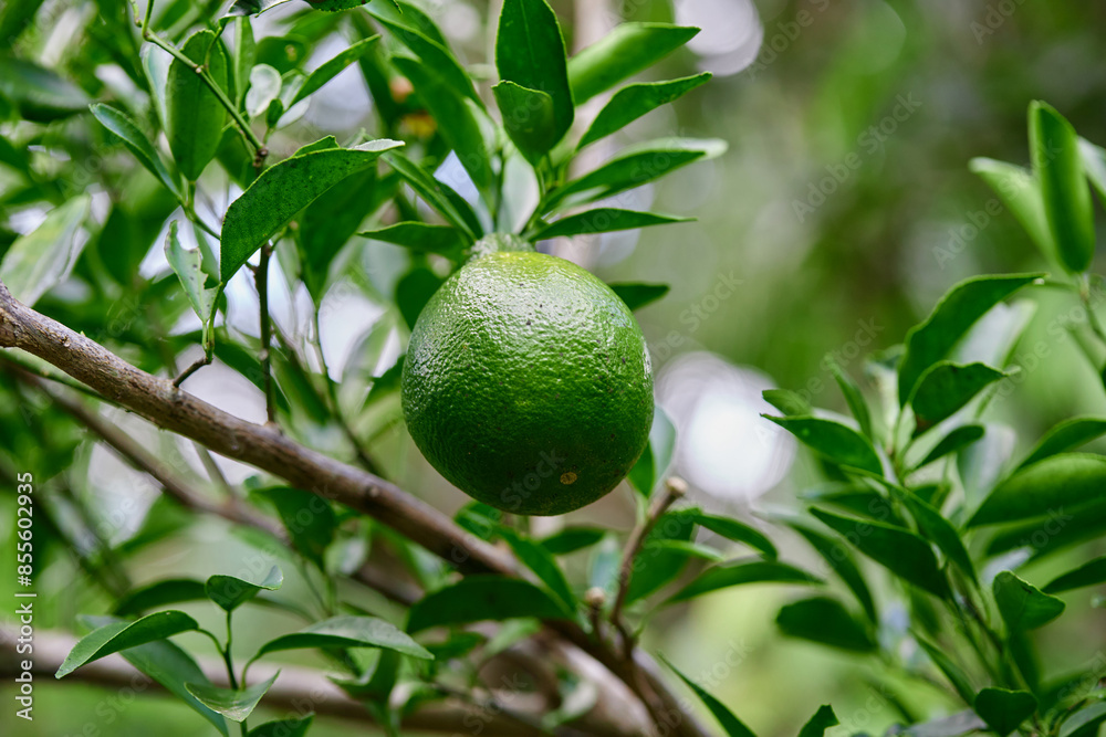 lose-up view of green Citrus reticulata Blanco or Neck Orange lose-up view of green Citrus reticulata Blanco or Neck Orange
