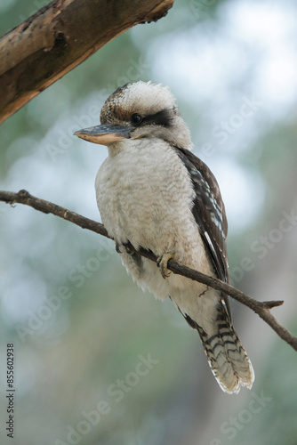 Canvas Print Kookaburra sitting in a gum tree