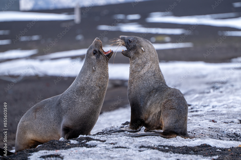 Fototapeta premium Antarctic fur seal on Deception Island