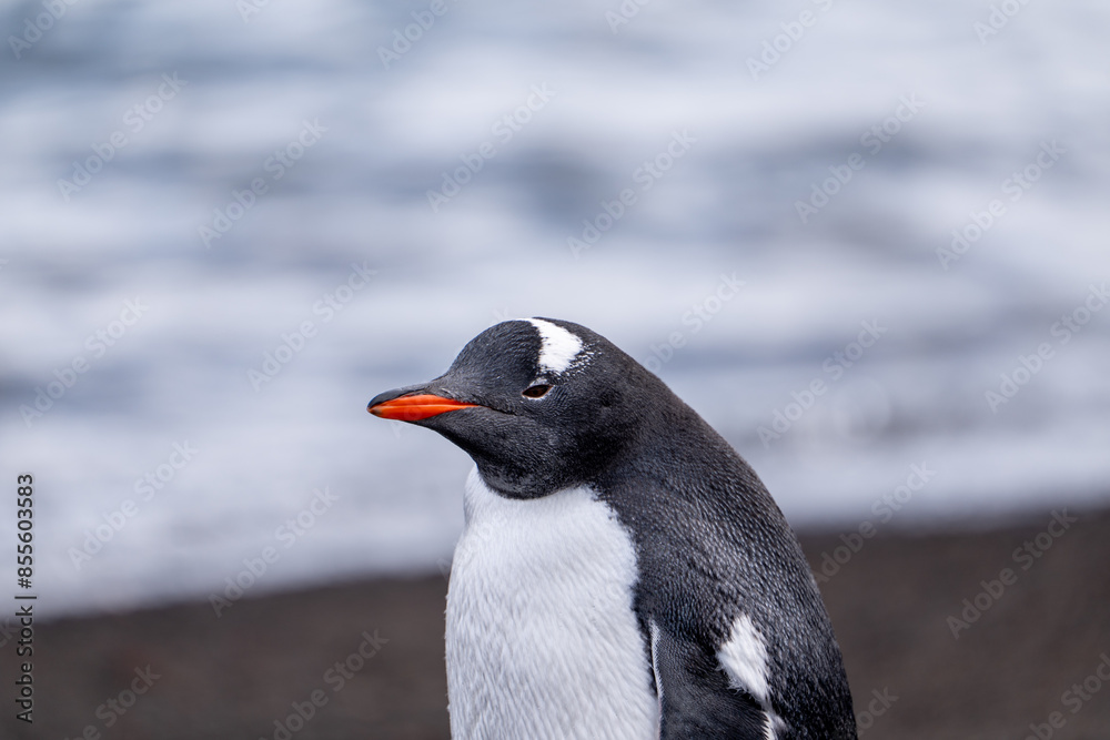 Naklejka premium Group of Gentoo Penguins on Deception Island, Antarctica