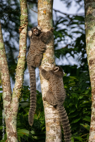 Couple of white-tufted-ear marmosets on tree branch in green area photo