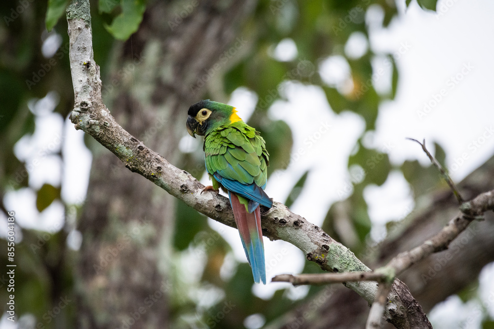 Yellow-collared Macaw in the Southern Pantanal Yellow-collared Macaw in the Southern Pantanal