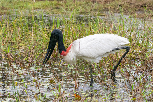 Jabiru Stork on lake in the Southern Pantanal photo