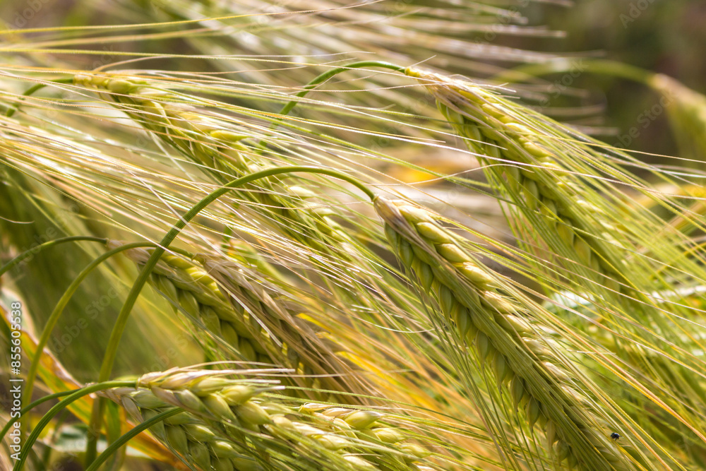 Green wheat field in the wind. Agriculture in Ukraine. Ears of wheat background. Summer harvest. Green rye field. Wheat field landscape. Green cereal plant. Beauty in nature. Green wheat field in the wind. Agriculture in Ukraine. Ears of wheat background. Summer harvest. Green rye field. Wheat field landscape. Green cereal plant. Beauty in nature.