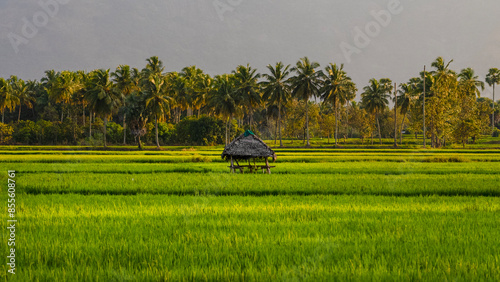 A hut in the middle of vast paddy fields at Kollengode, Palakkad - A border village in Kerala Famous for its beautiful stretch of paddy fields and waterfalls.