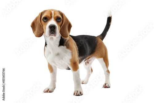 Adorable Beagle dog standing against a white background, showcasing its characteristic tricolor coat and curious expression.