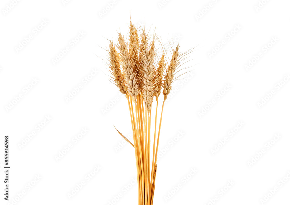 Wheat ears isolated on white Wheat ears isolated on white