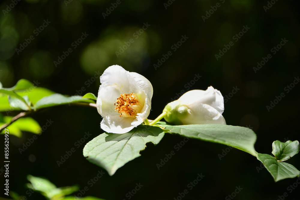 Obraz premium ナツツバキ（沙羅双樹の花）