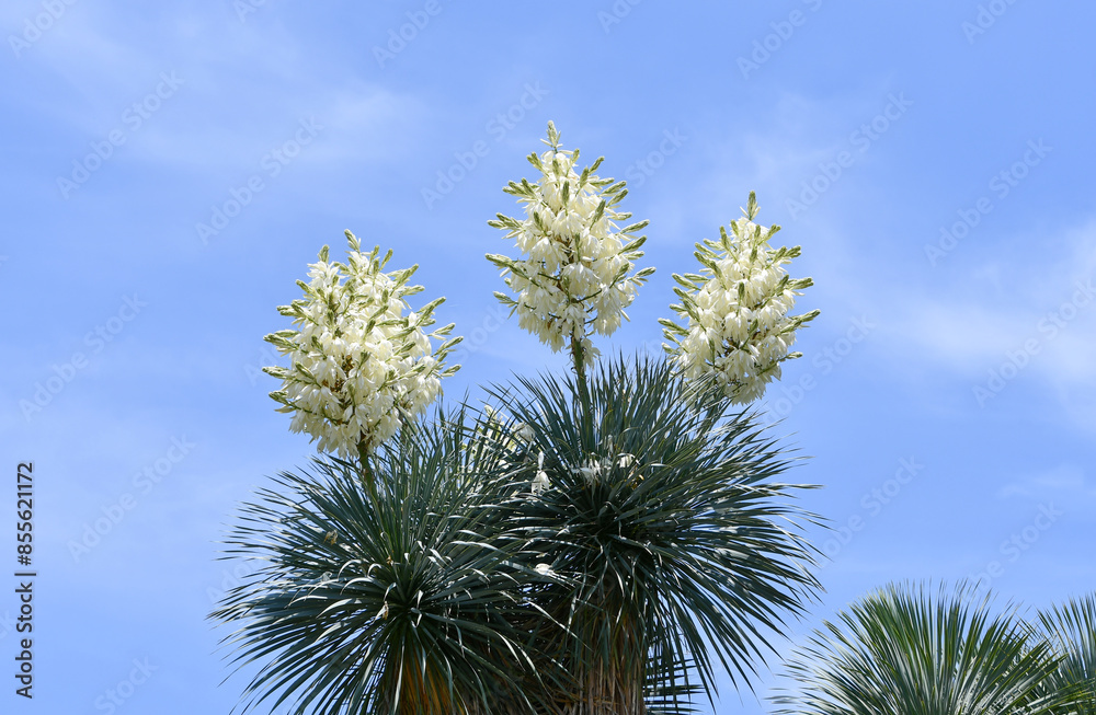 ユッカ・ロストラータの花 ユッカ・ロストラータの花