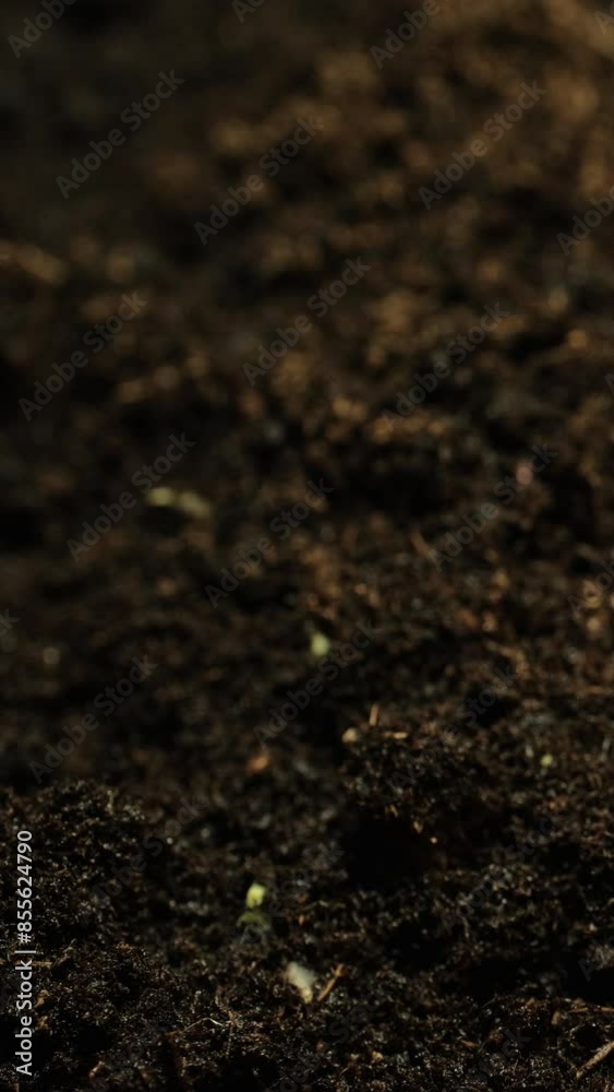 Growing seeds rising from soil vertical time lapse video. Growing seeds rising from soil vertical time lapse video.