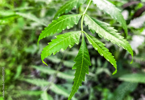 Closeup nature scene with green nym leaves and background. photo