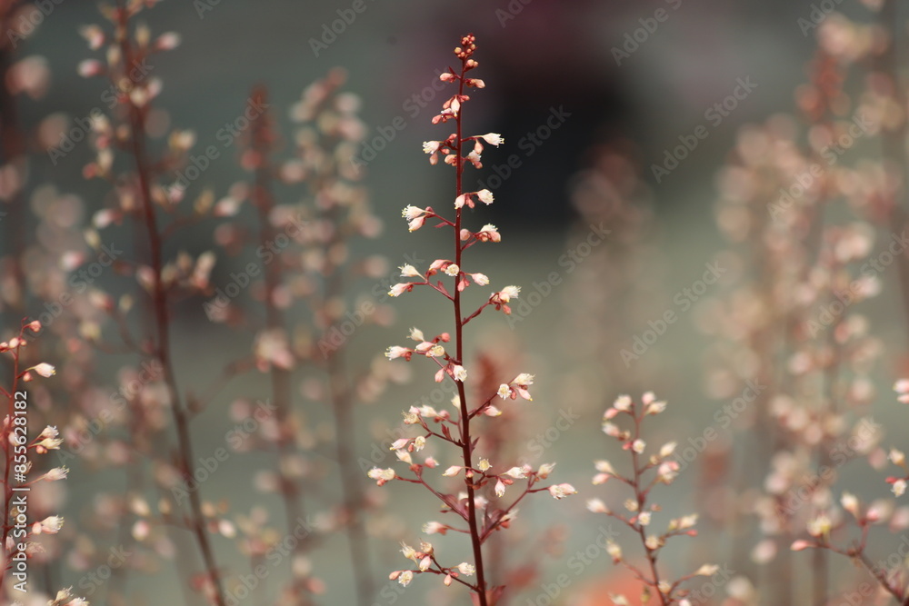 Heuchera. Blooming heuchera flowers in the garden. Heuchera. Blooming heuchera flowers in the garden.