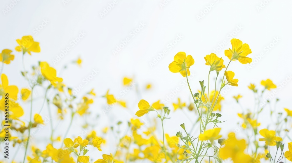 Vibrant yellow flowers against a white backdrop Vibrant yellow flowers against a white backdrop