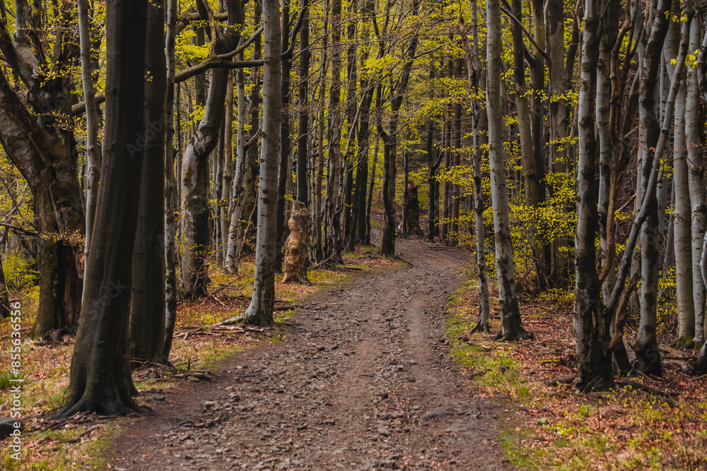 Fototapeta premium spring in the woods