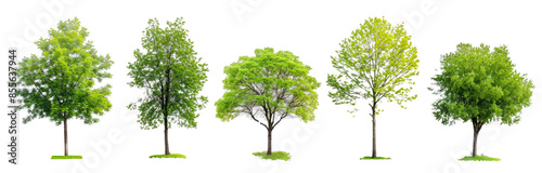Set trees, tree colocation, png on a transparent background