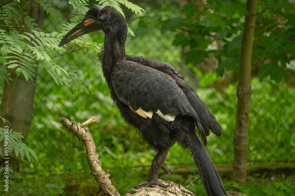 Obraz premium The Abyssinian northern Ground Hornbill, Bucorvus abyssinicus