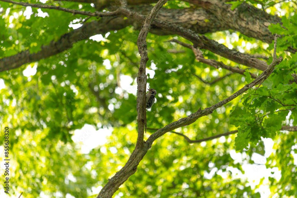 Lesser spotted woodpecker (Dryobates minor) chiseling rotten branch. Lesser spotted woodpecker (Dryobates minor) chiseling rotten branch.