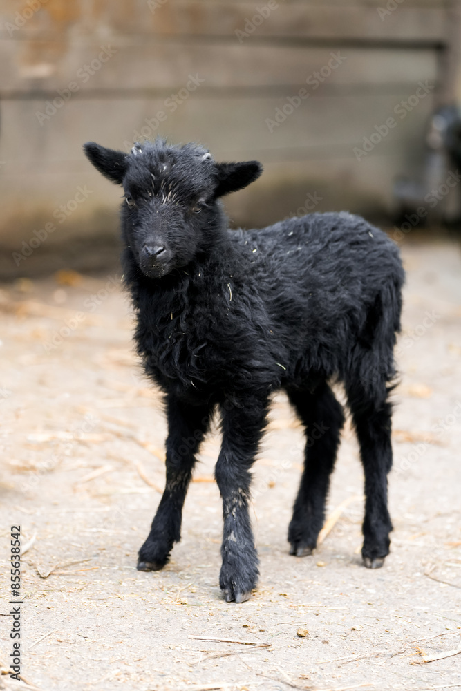Portrait of a Skudde sheep. Small lamb. Nordic heath sheep.
Portrait of a Skudde sheep. Small lamb. Nordic heath sheep.
