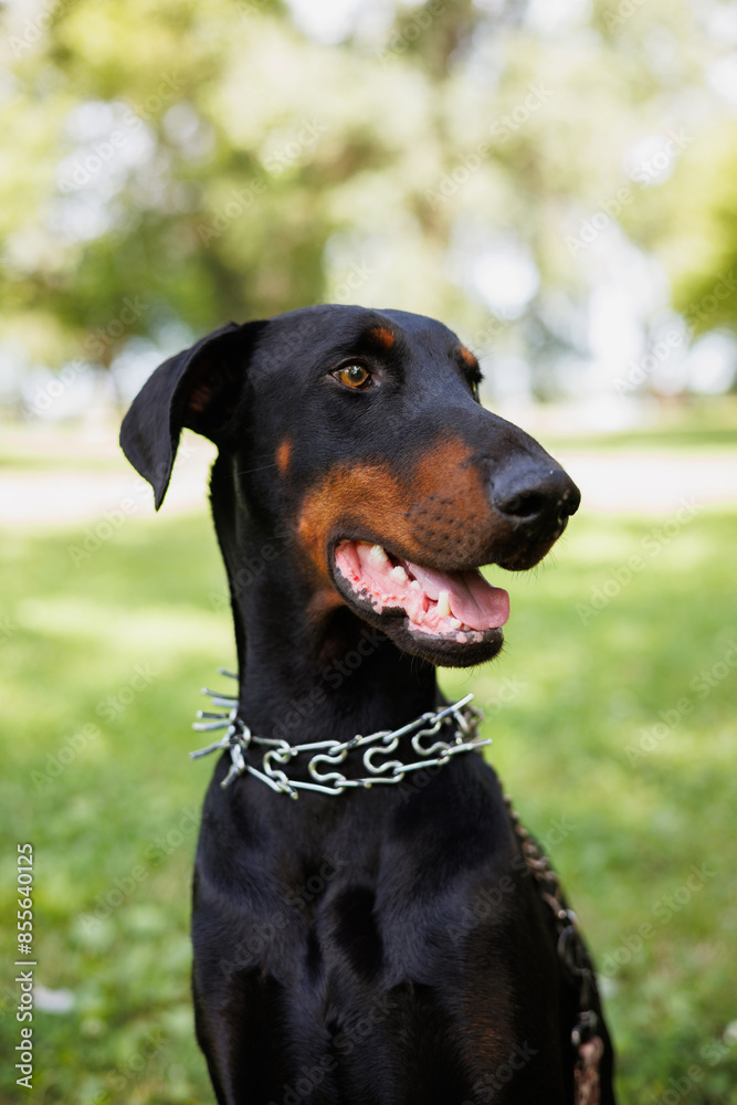 Close up of doberman dog in summer park Close up of doberman dog in summer park