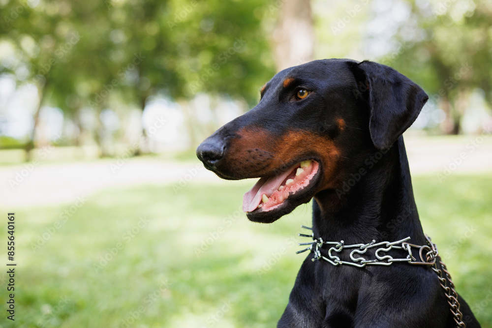 Portrait of doberman dog in blurred summer park