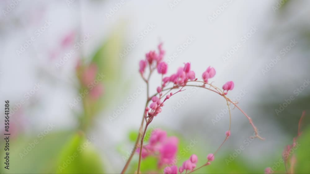 Handheld close-up of pink Mexican creeper flowers and green leaves Handheld close-up of pink Mexican creeper flowers and green leaves