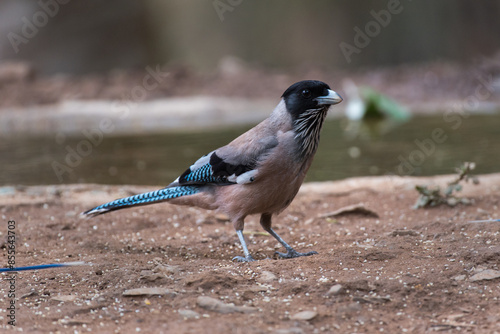 Black headed jay bird resting in its habitat photo