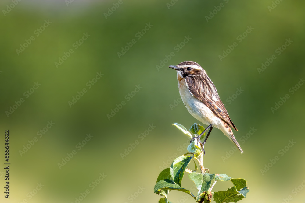 Fototapeta premium A female whinchat sits atop the bush with green leaves perpendicular to the camera lens on a sunny summer day with green background,