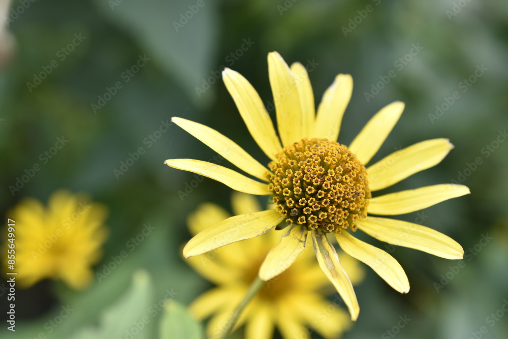 Yellow flower with long petals on a background of greenery and yellow flowers. Yellow flower with long petals on a background of greenery and yellow flowers.