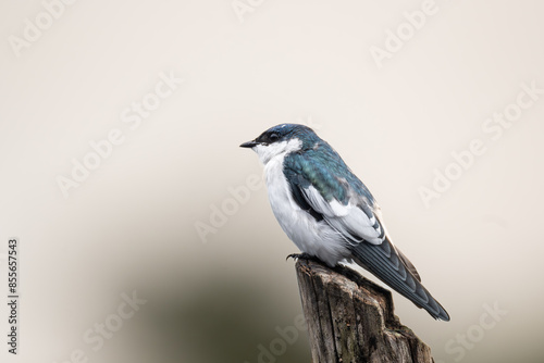 White-winged Swallow on a log photo