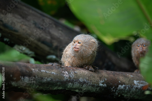 Pygmy titi monkey Cebuella pygmaea photo