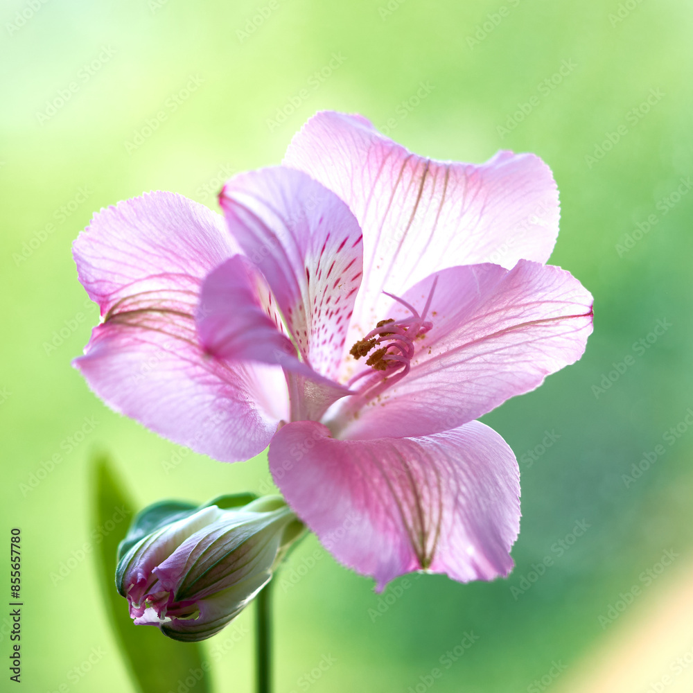 alstroemeria flower growing in a greenhouse
