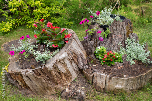 Eco Flower Bed in the City Center. A flowerbed of old stumps with flowers growing in them