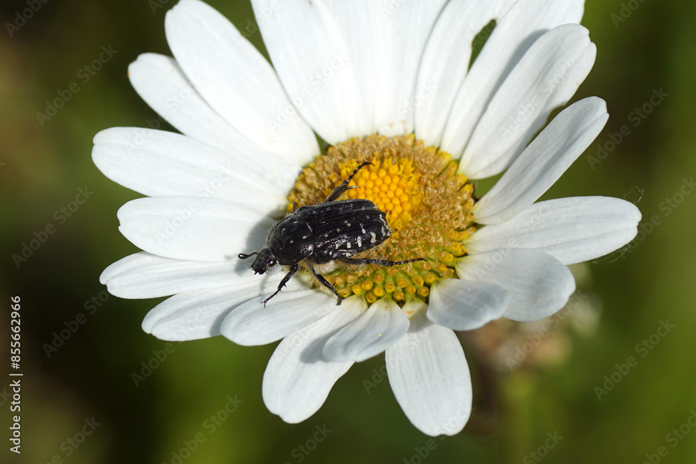 Close up White spotted rose beetle, Oxythyrea funesta, family Cetoniidae on flower of ox-eye daisy, marguerite, Leucanthemum vulgare. Summer, June, France Close up White spotted rose beetle, Oxythyrea funesta, family Cetoniidae on flower of ox-eye daisy, marguerite, Leucanthemum vulgare. Summer, June, France