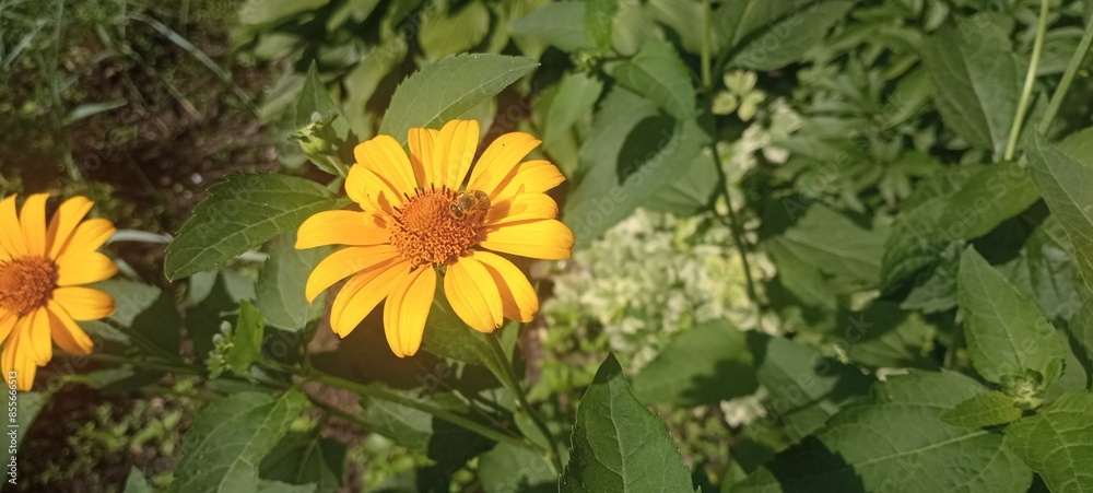 bee on a yellow flower. yellow flower in the garden bee on a yellow flower. yellow flower in the garden