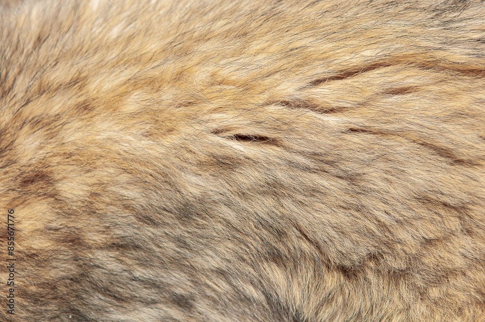 Beautiful spotted fur close-up. Texture of brown animal wool. Dog fur ...