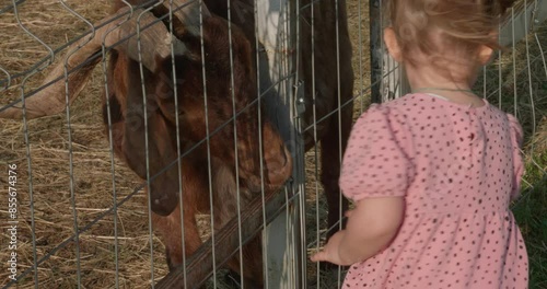 A girl strokes a goat's head and feeds it grass in a petting zoo. A child in a children's zoo feeds goats grass from his hand and caresses them. Love and care for animals.