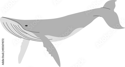 シロナガスクジラ