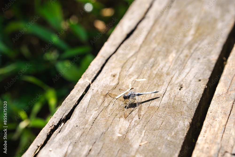 A gray dragonfly perches on a wooden railing outdoors in the summer. A gray dragonfly perches on a wooden railing outdoors in the summer.