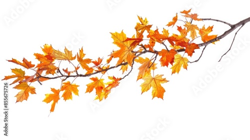 Isolated autumn maple branch on white background