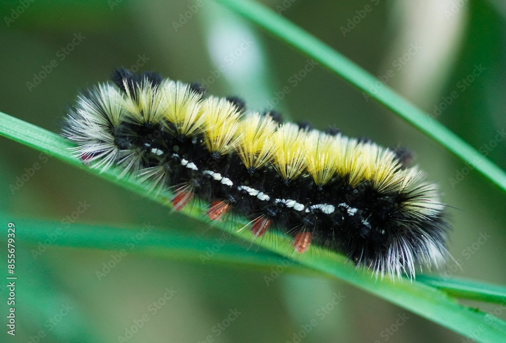 Close-up of a colorful Ctenucha caterpillar on a green leaf in a natural setting Close-up of a colorful Ctenucha caterpillar on a green leaf in a natural setting