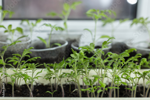 Tomato seedlings growing in a plastic multitray on a sunny windowsill. photo