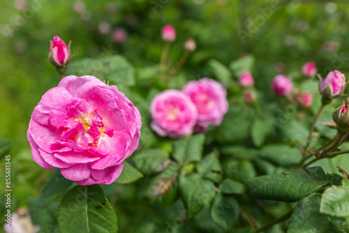 Tea rose bud close up. A bush of pink tea roses in spring