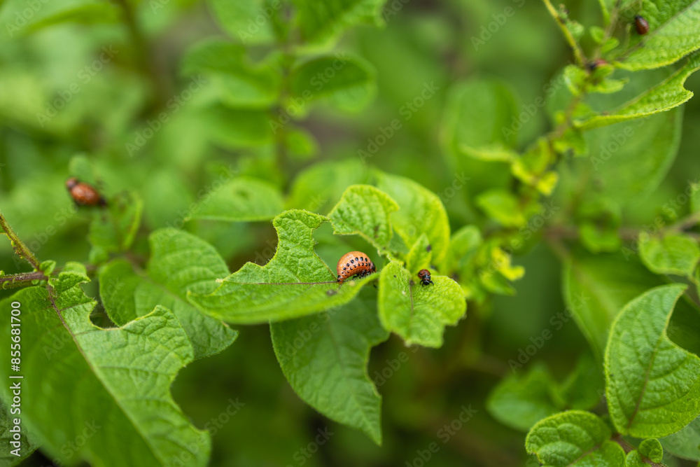 potato cultivation destroyed by larvae and beetles of Colorado potato beetle, potato cultivation destroyed by larvae and beetles of Colorado potato beetle,